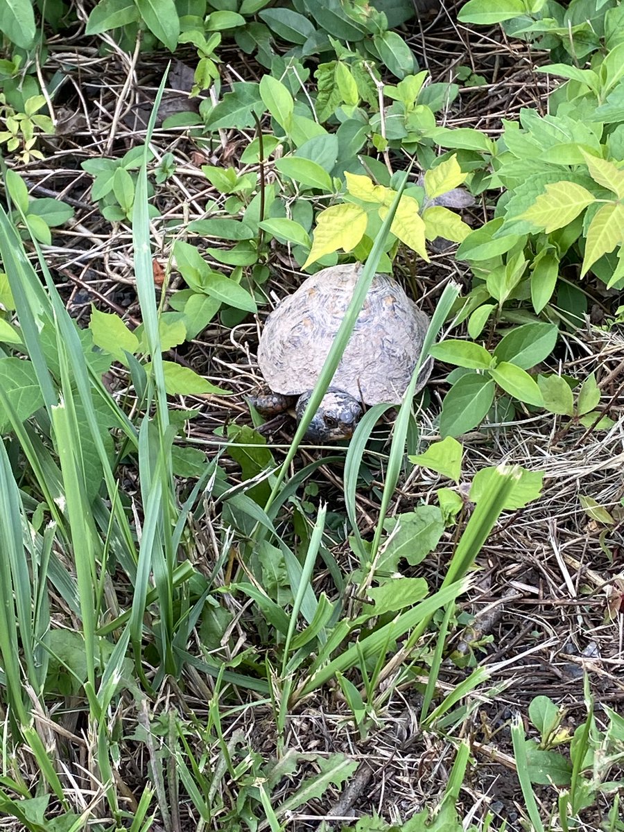 Mrs. McGrady tweet media