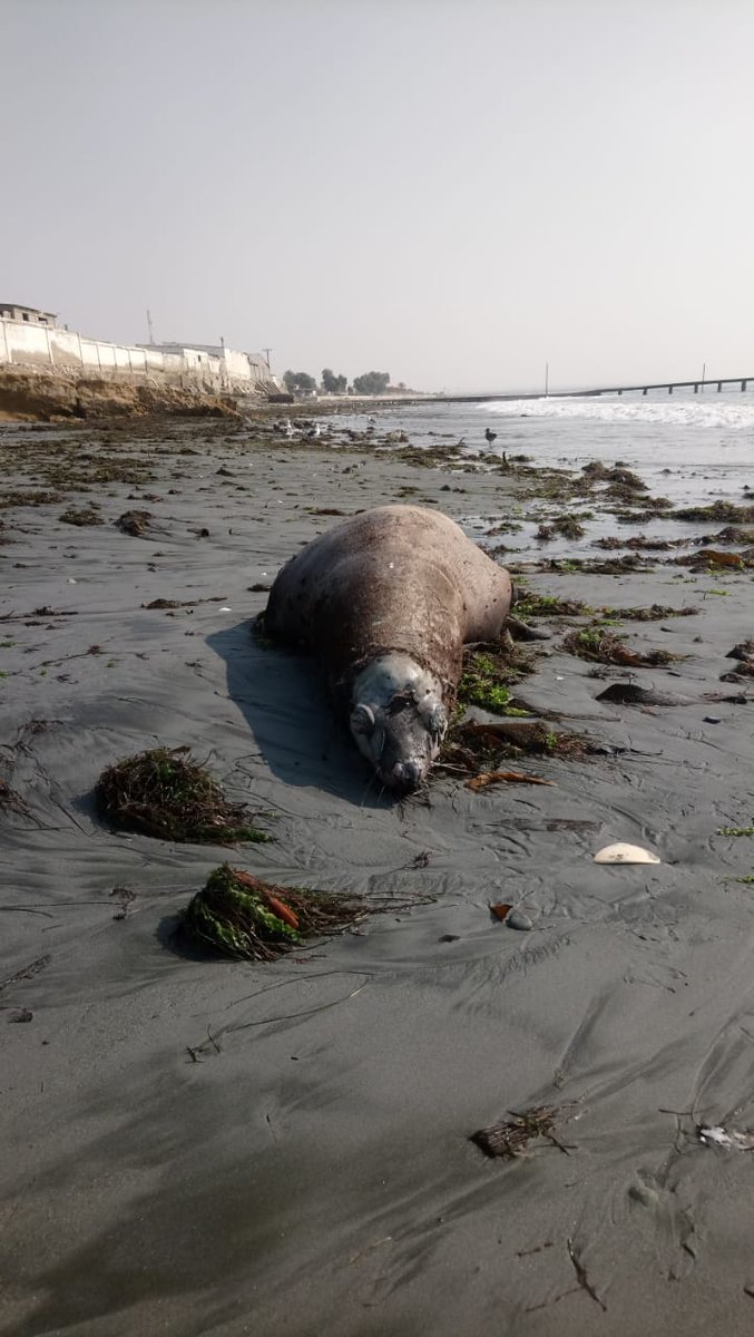 Ernesto Méndez tweet media