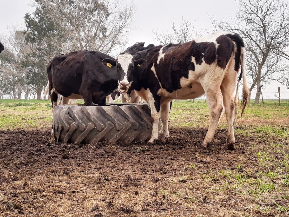 Gustavoaugel tweet media