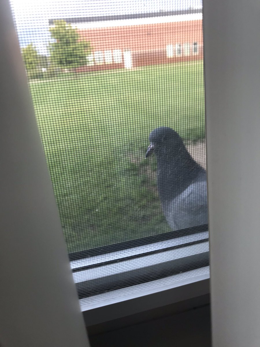HamiltopiaC17's tweet photo. Even the doves are mourning the missing students in Hamiltopia. This little guy came to visit during office hours today as he saw that not many students had arrived. #LonelyOfficeHours #MakingNewFriends #Hamiltopia https://t.co/VjhocPaKeB