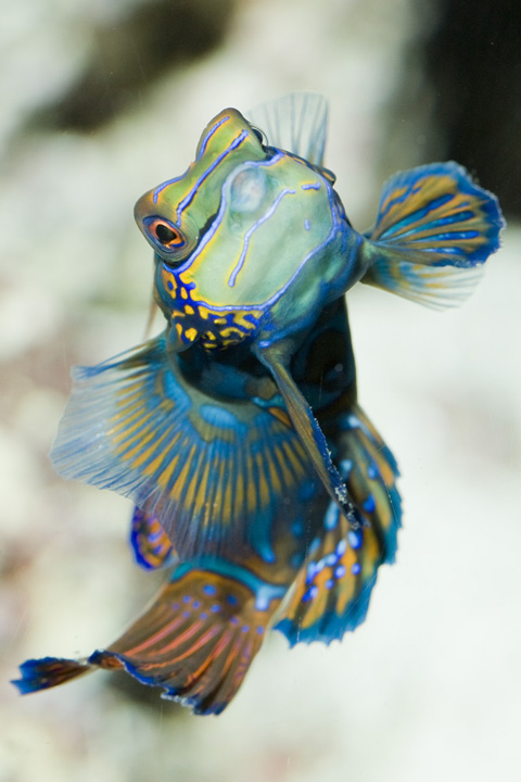 Shedd Aquarium on Twitter: Shedd Aquarium on Twitter: