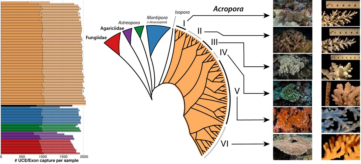 New targeted capture of #UCE #exons resolve #species level relationship in #staghorn #corals. Our new study provides a way forward for coral #taxonomy. 

Paper: sciencedirect.com/science/articl…
PR: coralcoe.org.au/media-releases…
