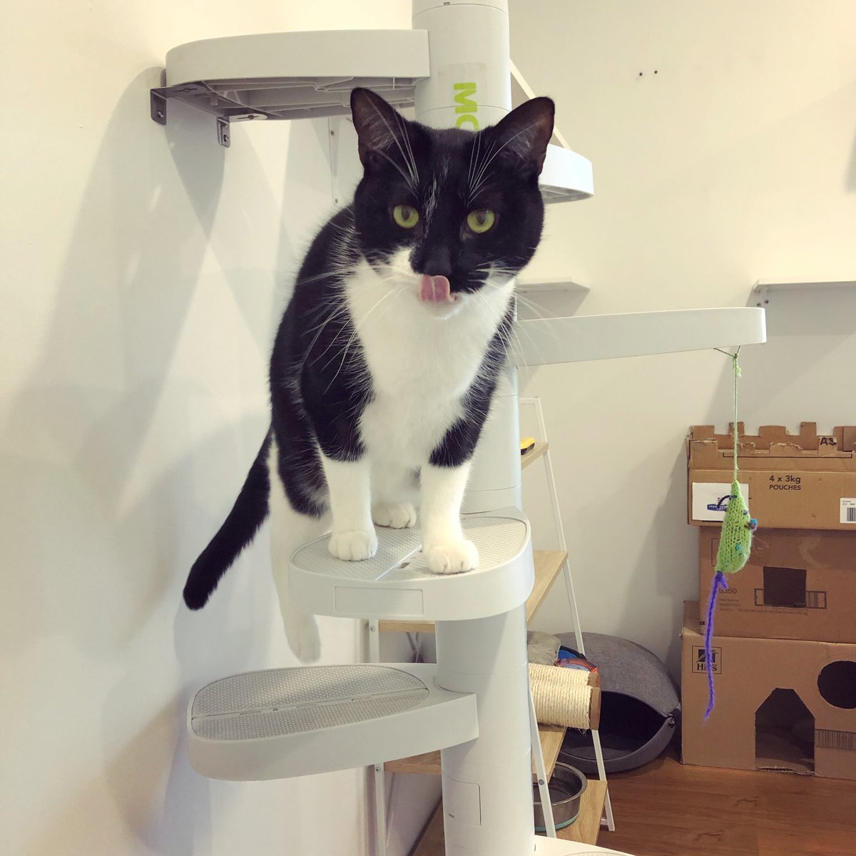 purrsandbeansnz's tweet photo. Happy Tongue Out Tuesday from #Tonks 👅 Have you got any great blep pics of your fur babies? Reply and share your pics with us! #tongueouttuesday #blep #catfurniture #catladder #catification #monkeetreenz #boxfort #tuxedocat #closedfornow #purrsandbeans https://t.co/pqZIfXzDrI
