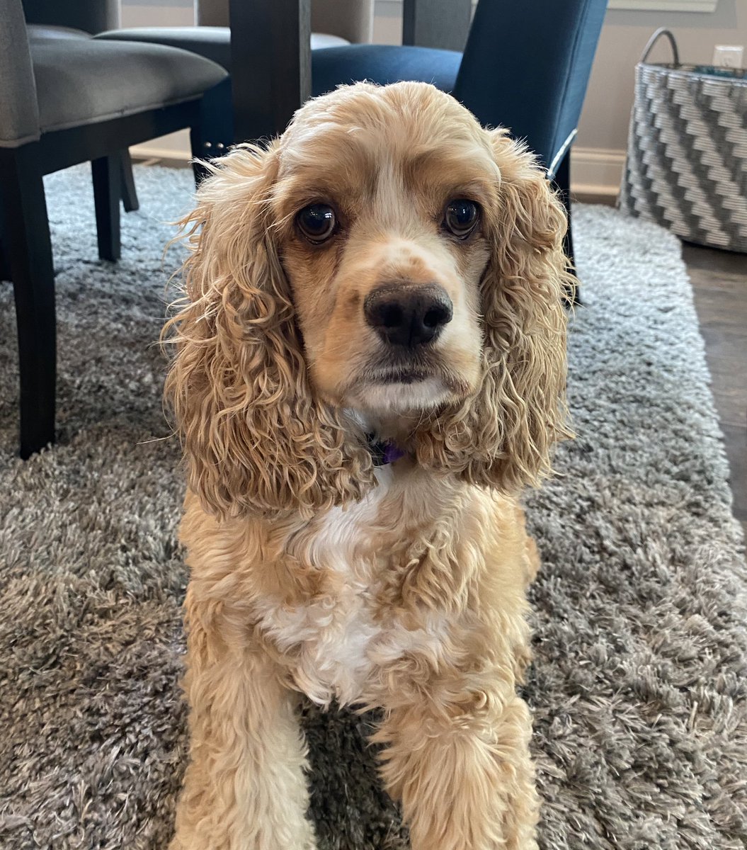 ShereeWLWT's tweet photo. Had such a scare yesterday. My 5yr old dog Charlie, had 2 seizures.We’re waiting on bloodwork from our Vet. She THINKS it’s Epilepsy.I’m sick about it.He’s SO sweet and my middle son’s best buddy.If you’ve dealt with this and have any tips/tricks/meds you swear by, let me know💔 https://t.co/xfqhsNBkWz