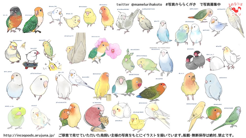 まめるりはことり インコイラストレーター Mamelurihakoto Twitter