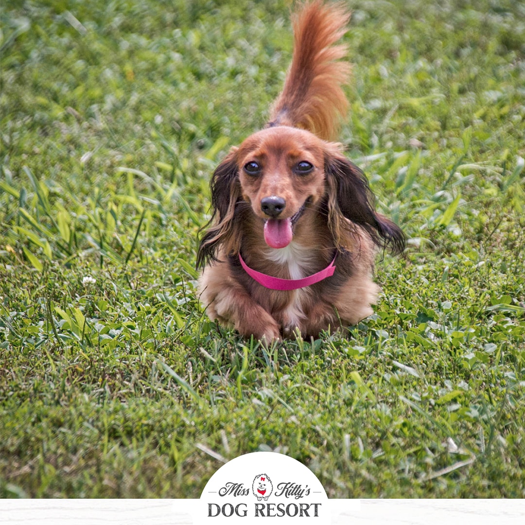 misskittysbb's tweet photo. I'm not short! My height is just cute. #dachshund #dachshundsofinstagram #misskittysdogresort #musiccitydogs
#dogdaycare #doggiedaycare #daycaredogs #dogdaycarelife #dogsoftwitter #puppers #motivationmonday #mondayfunday #cutedogs #happydog #dogsmiles https://t.co/HlyfB4YCYn