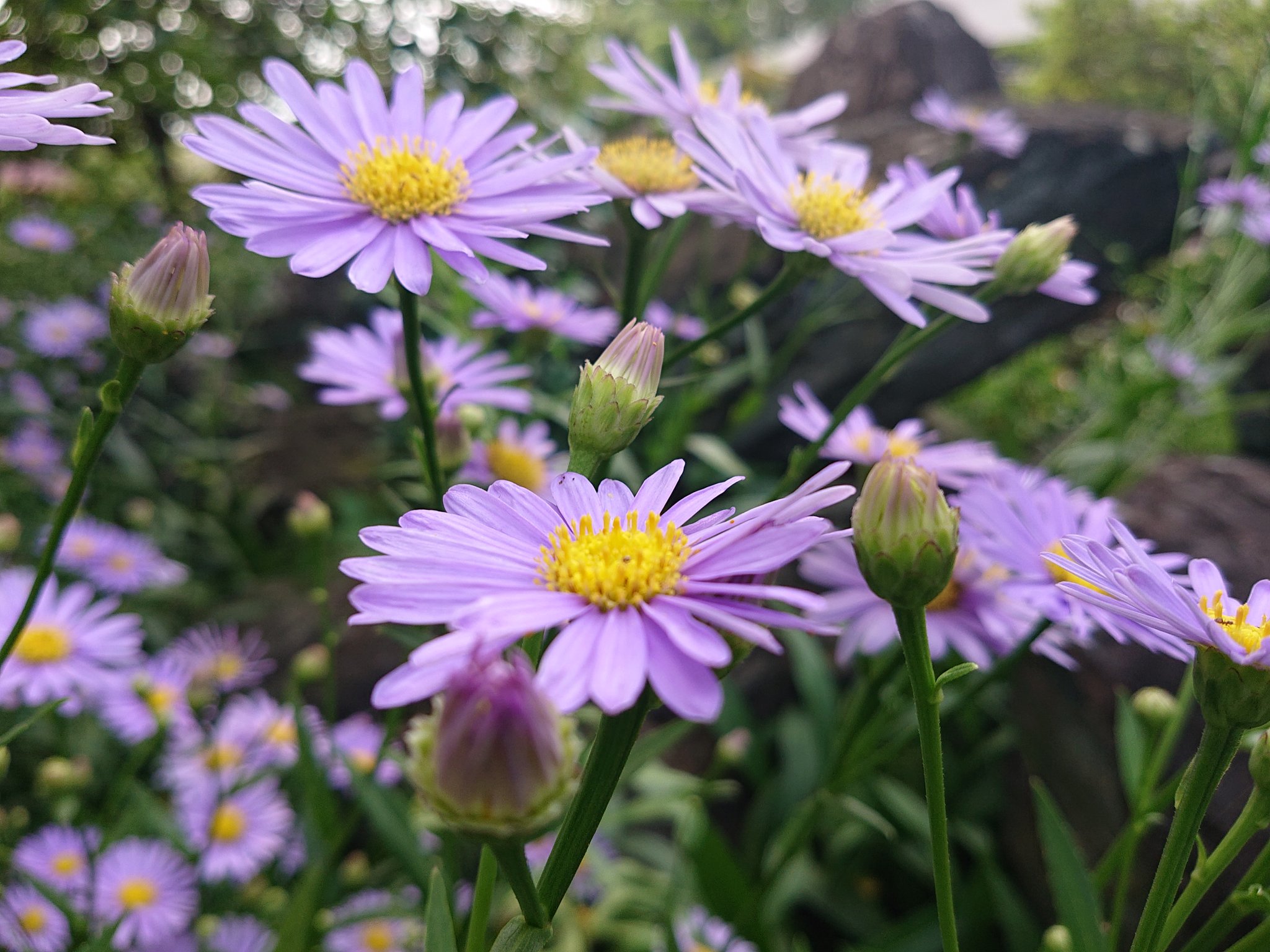 みぃ Twitterissa おはようございます シオン 紫苑 花 花写真 花写っと お写ん歩 はなまっぷ T Co Tqhdmhggfw Twitter