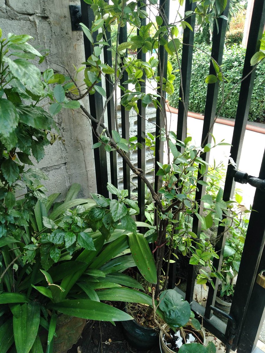 What I Did in my Summer Holidays - A.K.A. ... #lockdown 
Everyone is struggling but if you look hard enough there is some #positive in even this difficulty. 
Come take a look how we've been coping here in #Manila 
It's not all bad. 
bit.ly/3hzhxuC