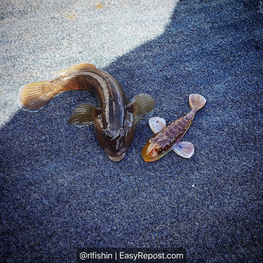 CanuckBassin's tweet photo. #Repost @Anglers_Choice
• • • • • •
Angler's Choice
Reposted using @EasyRepost "Matchy matchy #anglerschoicebaits #ridgebackgoby" by @rlfishin https://t.co/mLlTZ0sLr7