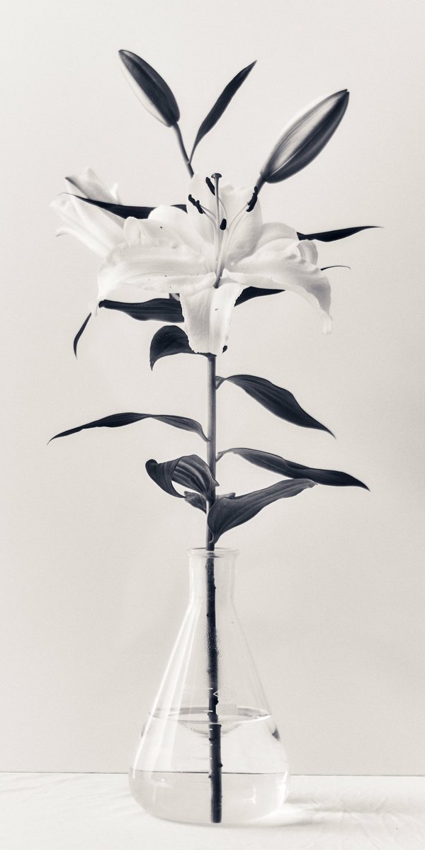 inagaki_yuuki's tweet photo. #stilllife #photo #photoshoot #plants #plantstagram #flower #florist #Tokyo #igflowers #igflower #flowerphotos #flowerpic #studioshoot #artworks #beauty #beautyphotography #写真 #カメラマン #撮影 #花 #花束 #植物 #フローリスト #生け花 #ドライフラワー #スワッグ #作品撮り #物撮り https://t.co/CqorqKSMDd