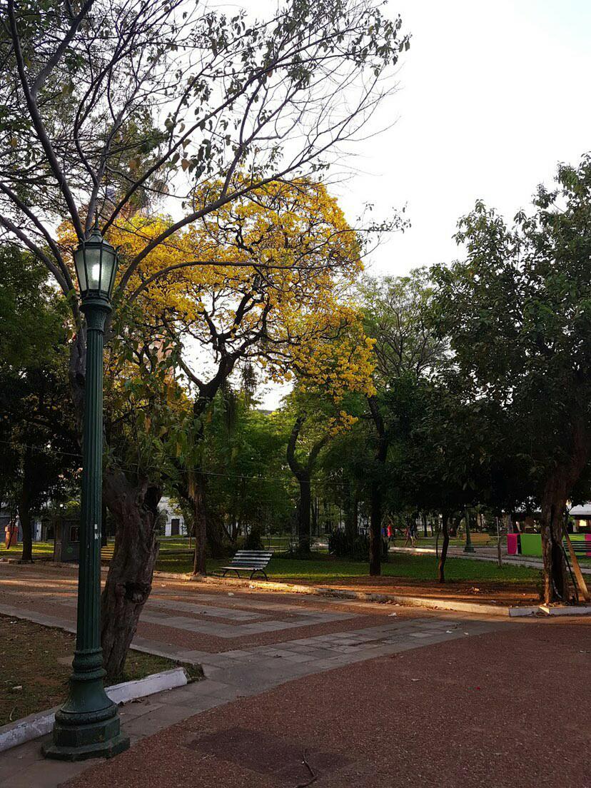 PinterestFlowe1's tweet photo. #LapachoAmarillo #PlazaUruguaya #Py  
.
.
.
📸: @chelo_villalba https://t.co/AIeZKlHdfc