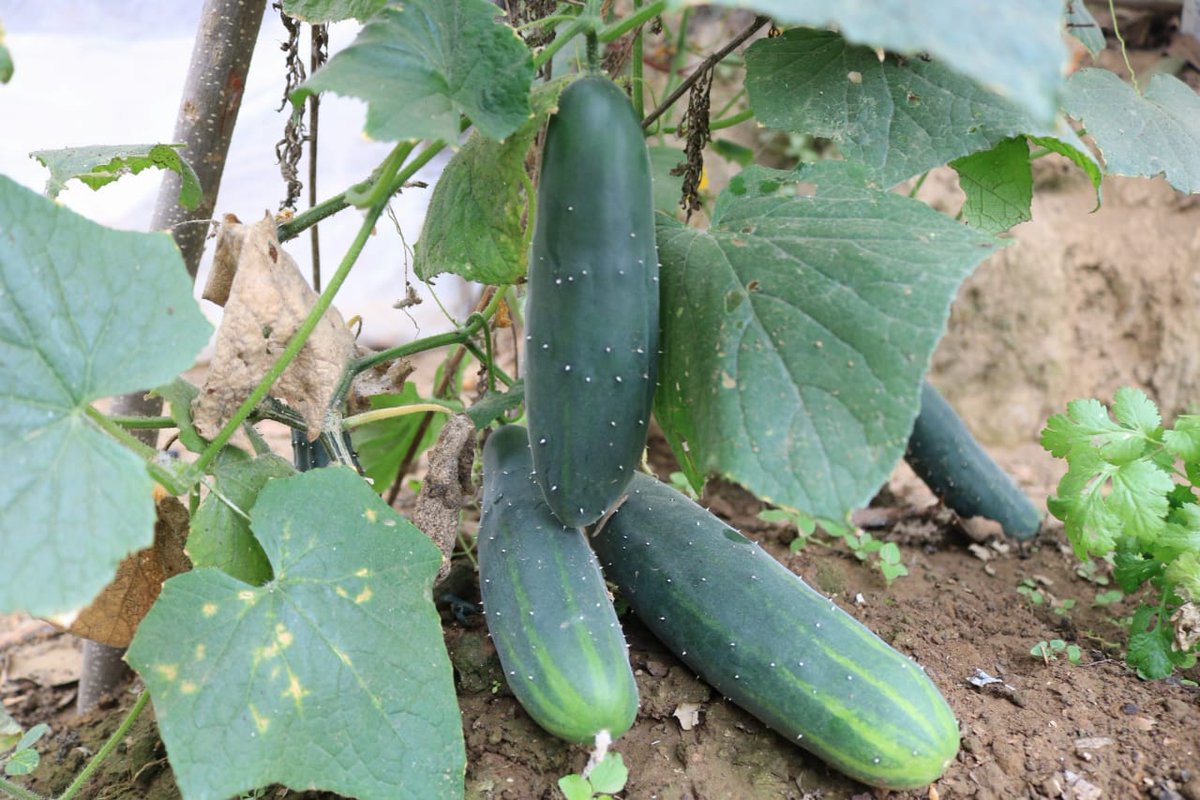 alcaldiabbhy's tweet photo. Familias de los sectores #ElTigrillo, #LaLegua y #LaCarolina2, de la parroquia Pimocha, continúan el proceso de cosecha de rábano, brocoli, pepino, remolacha, melón y diversas hortalizas, vegetales y frutas que son parte del proyecto de https://t.co/oeyNVi1JuT