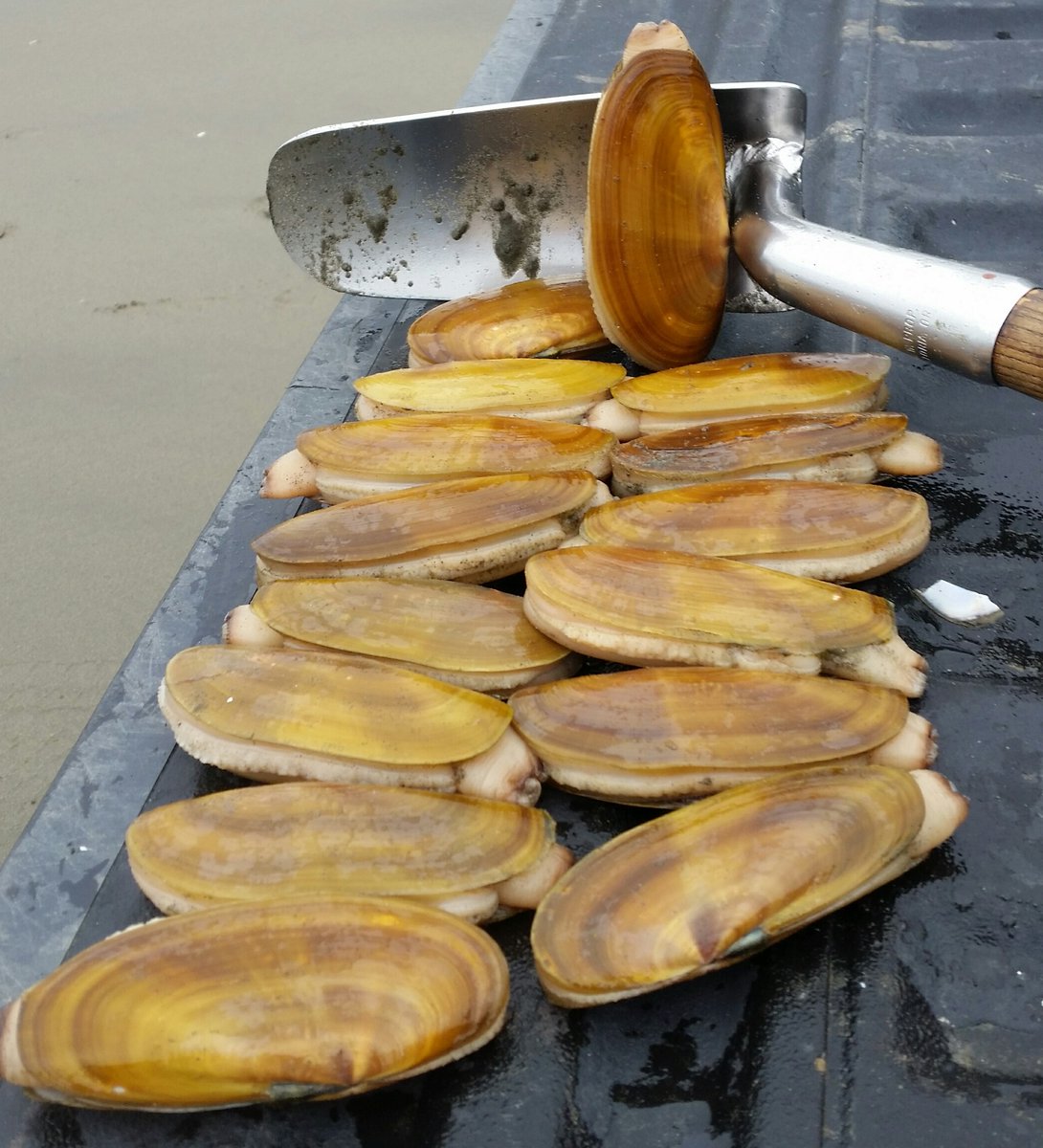 WDFW's tweet photo. Abundant razor clams provide ‘digging while distancing’ opportunities along 58 miles of coastal beaches.  https://t.co/nESJlh7WDQ https://t.co/nsxbOrlRlx