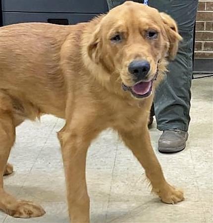 golden_bham's tweet photo. Welcome, new orphan Beauregard!! He’s 2 years old, 69 lbs, neutered, vaccinated, microchipped, and heart worm negative! This sweet boy was a stray but has discovered his love for peanut butter! 🥜 won’t you adopt Beauregard today? 💛Link in bio to find out how⚠️ #dogsoftwitter https://t.co/ftM8uRO9Dr