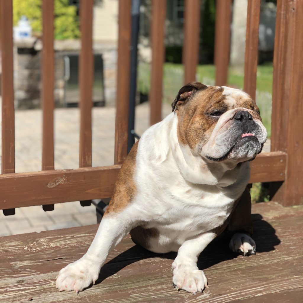 bourbon_karalyn's tweet photo. Please retweet &amp; join us Saturday Sept 19th all day as we celebrate &amp; honour @RusselltheBully by posting pics &amp; video of us eating Russell’s favourite food. Cheesesteak! Please use the #cheesesteakforrussell 
We love you Russell 💙❤️🌈 https://t.co/ilCfCIJlwX