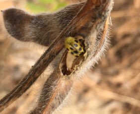 Grace Looker tweet media