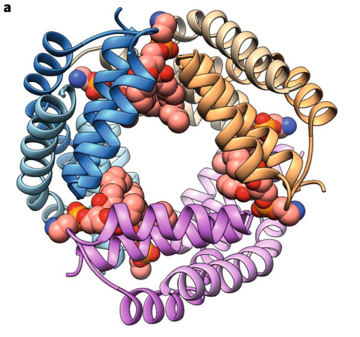 WEHI_research's tweet photo. New in @NatureSMB: WEHI’s structural biologists reveal how the cell death protein BAK forms complexes with membrane lipids, and how this could contribute to rupture of the mitochondrial outer membrane during apoptosis
https://t.co/ml8Q8VRlhn https://t.co/PGuZZuZyPQ