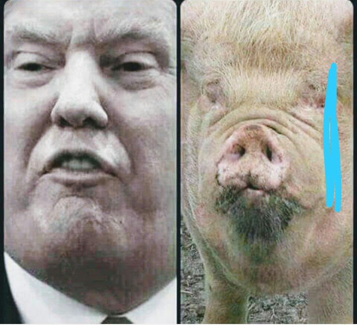 julidecuba's tweet photo. @Vicente73977721 Alguna diferencia?
Si, la cinta azul😂😂😂😂
#TrumpPig https://t.co/Hzb7wIF0p5