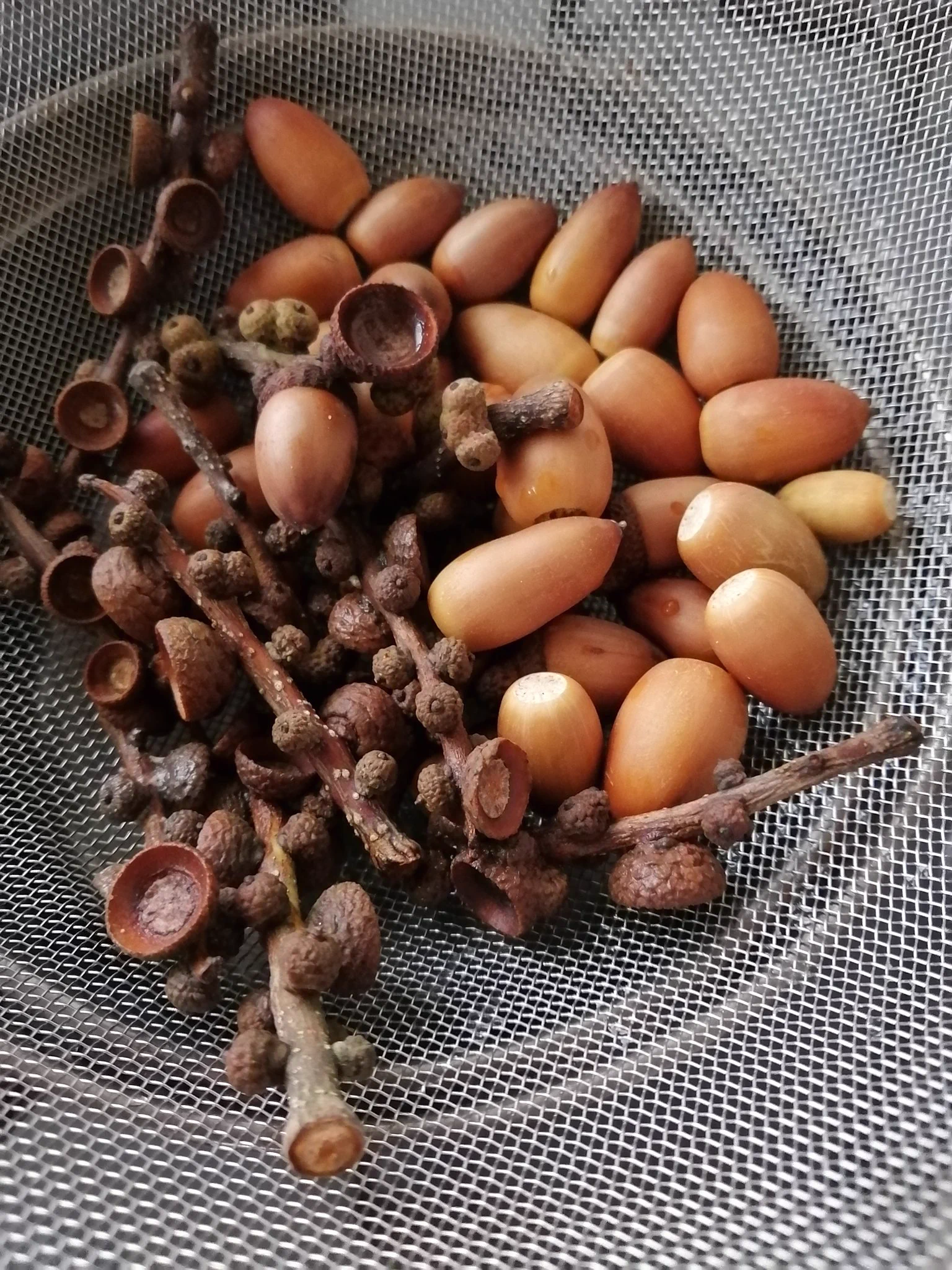 子どもが拾ってくるどんぐり！始末に困っているならどんぐり銀行に預けよう！