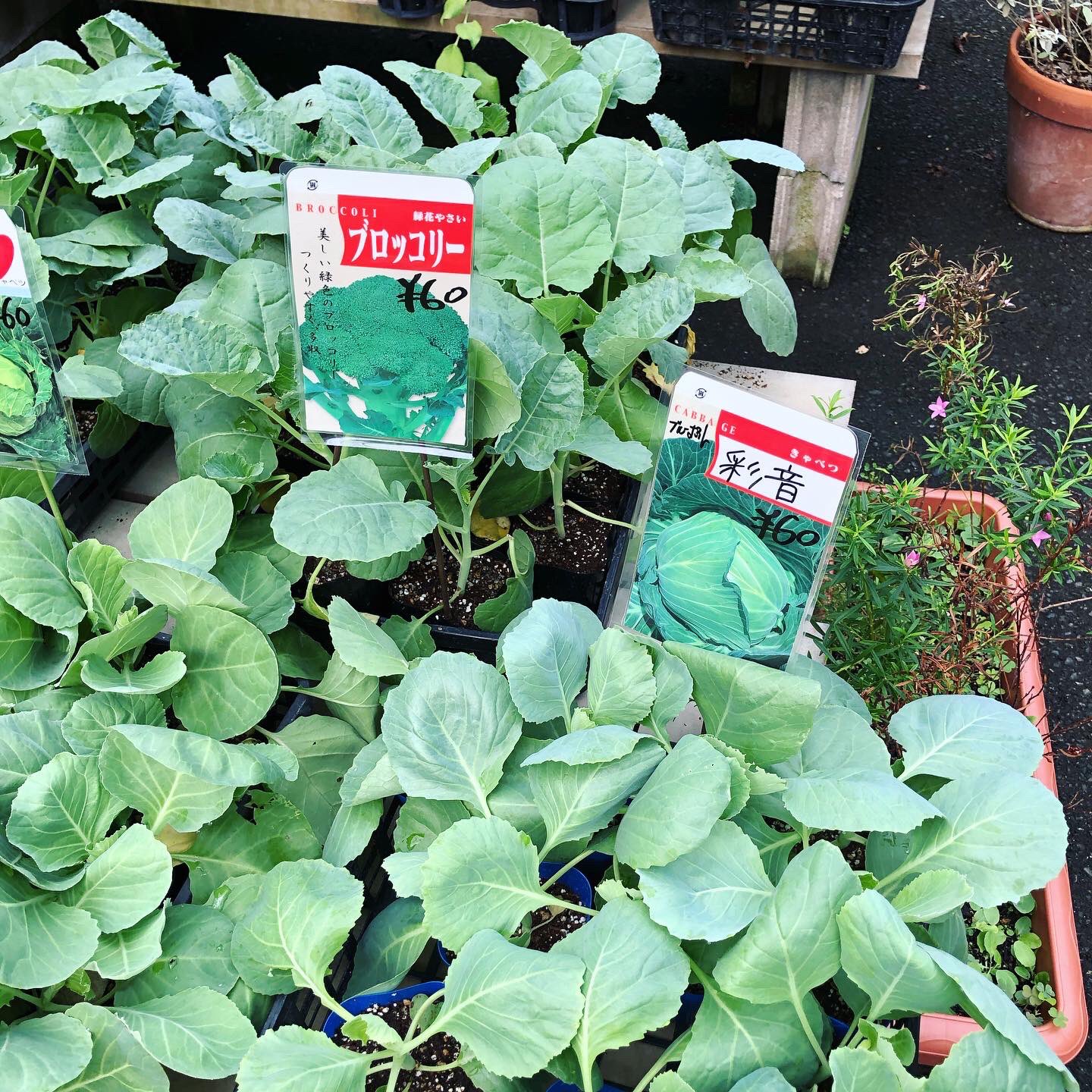 花じょう園 北九州の植木屋さん ブロッコリーとキャベツの苗入荷 植え付けは今の時期が良いです 葉野菜が高いので ご家庭で育ててみませんか 北九州 若松 花じょう園 花城園 家庭菜園 植木屋 キャベツ苗 T Co Xicjxtdsnm Twitter