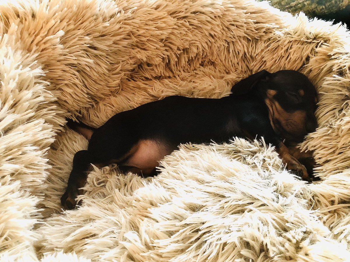 IrishThePen's tweet photo. My son #LilMajor ๐พ https://t.co/FKkNqUXWJa