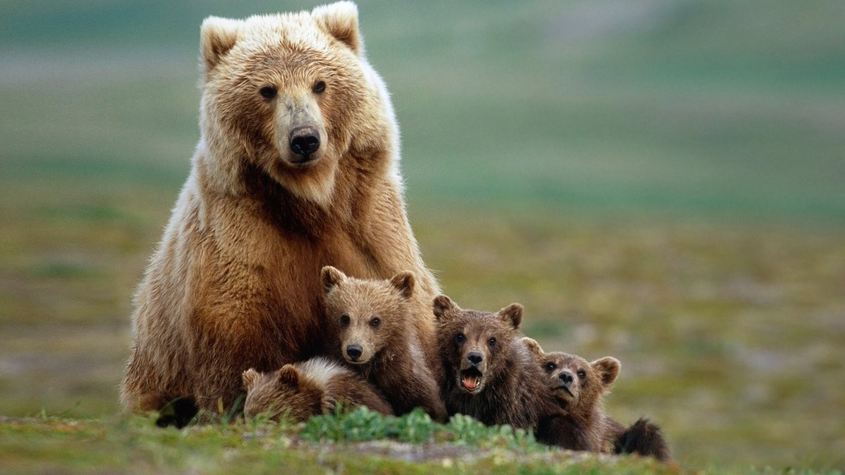 arca_zoo's tweet photo. Oso pardo (Ursus arctos).
Es una especie que cuenta con una gran distribución por el mundo estando presentes en los continentes americano, europeo y asiático. La subespecie de mayor tamaño es el Kodiak que a pesar de su gran tamaño cuenta con grandes problemas genéticos. #osos https://t.co/LKFKJ1W9V8