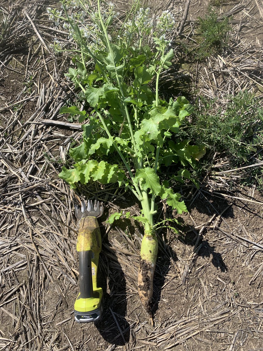 FrommMitchell's tweet photo. The longer I look through this trial the bigger the tillage radish become! Reminds me of that famous movie quote 🤔 @JasonBrand https://t.co/FR79eIDgO7
