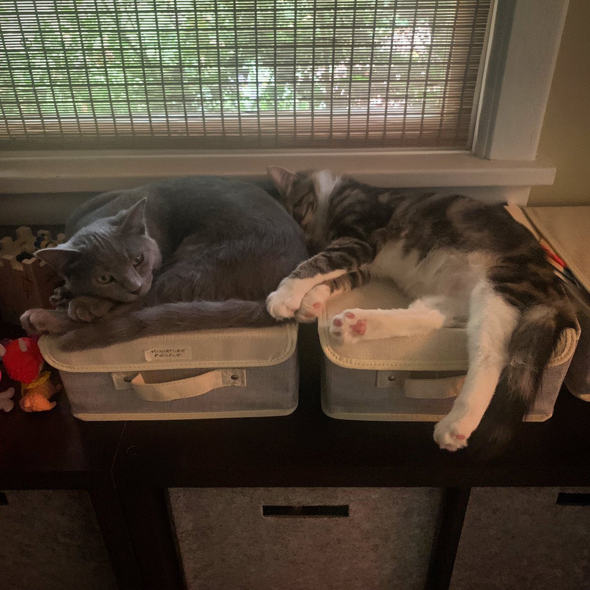 conspire's tweet image. Lazy bums / #norm #kitkat #russianblue #mainecoon #bonair #rva