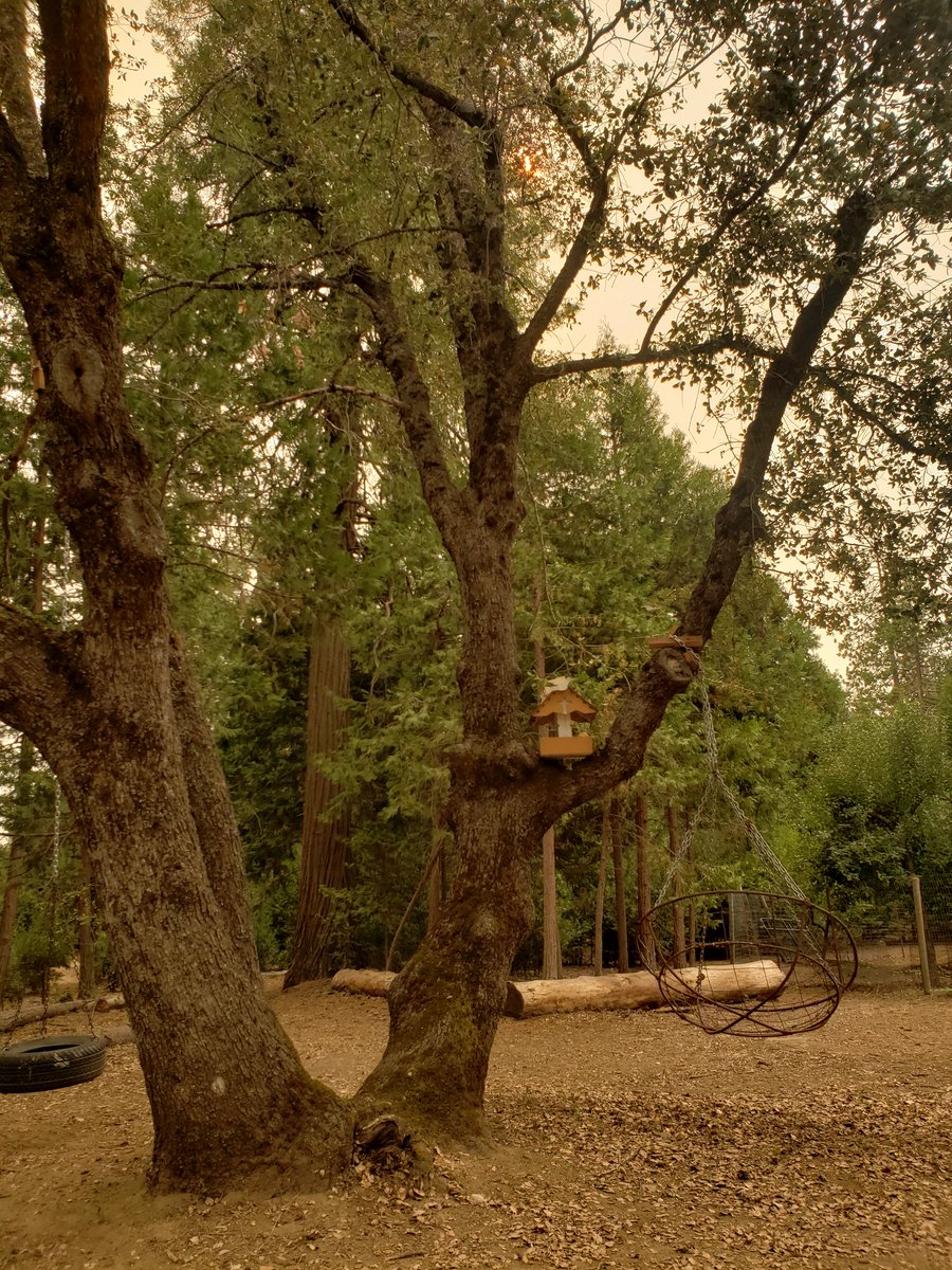 DreamingTall's tweet photo. Had to evacuate for a few days. Thankfully, we are safe, our house still stands, mom's house still stands. And we were able to return home last night! Stayed at my sister's in-law's cabin. Neighbor said a mountain lion killed a doe on their property. We found it's scat on ours. https://t.co/B6D0aDJ8GR