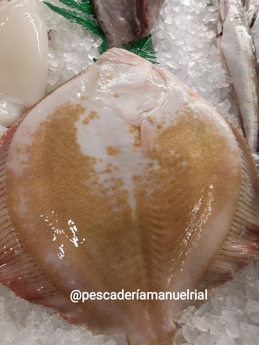 PescaderiaRial's tweet photo. ¡Buenos días! Hoy amaneció  lloviendo pero nuestro mostrador luce como siempre ⚓💙.
#RodaballoGallego #Melva #Raya #PescadillaPopular.
Estamos en Carrefour Express. https://t.co/Z2I8hgAl99