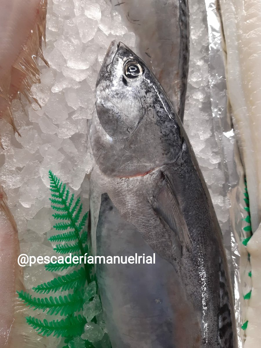 PescaderiaRial's tweet photo. ¡Buenos días! Hoy amaneció  lloviendo pero nuestro mostrador luce como siempre ⚓💙.
#RodaballoGallego #Melva #Raya #PescadillaPopular.
Estamos en Carrefour Express. https://t.co/Z2I8hgAl99