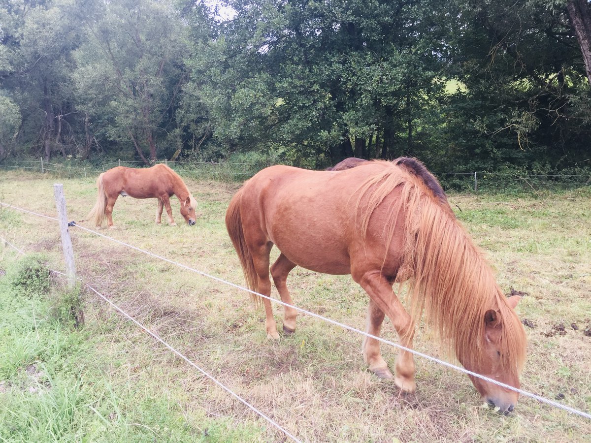 PolizeiTrier's tweet photo. Zwei #Pferde sind von einer Koppel bei #Irsch/Saar ausgebüxt. Ein Tier verunglückte bei einem Unfall mit einem Lastwagen auf der B407 in Richtung #Vierherrenborn. Nach dem zweiten Pferd ist sein Besitzer noch auf der Suche: https://t.co/uGpu9MlUVy
*ksc https://t.co/u0NeIeg0cx