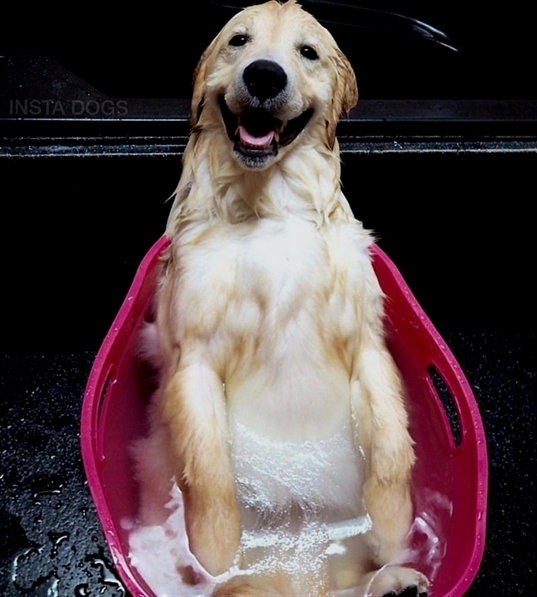 HeyPuppers's tweet photo. https://t.co/oMz3m6nbeg