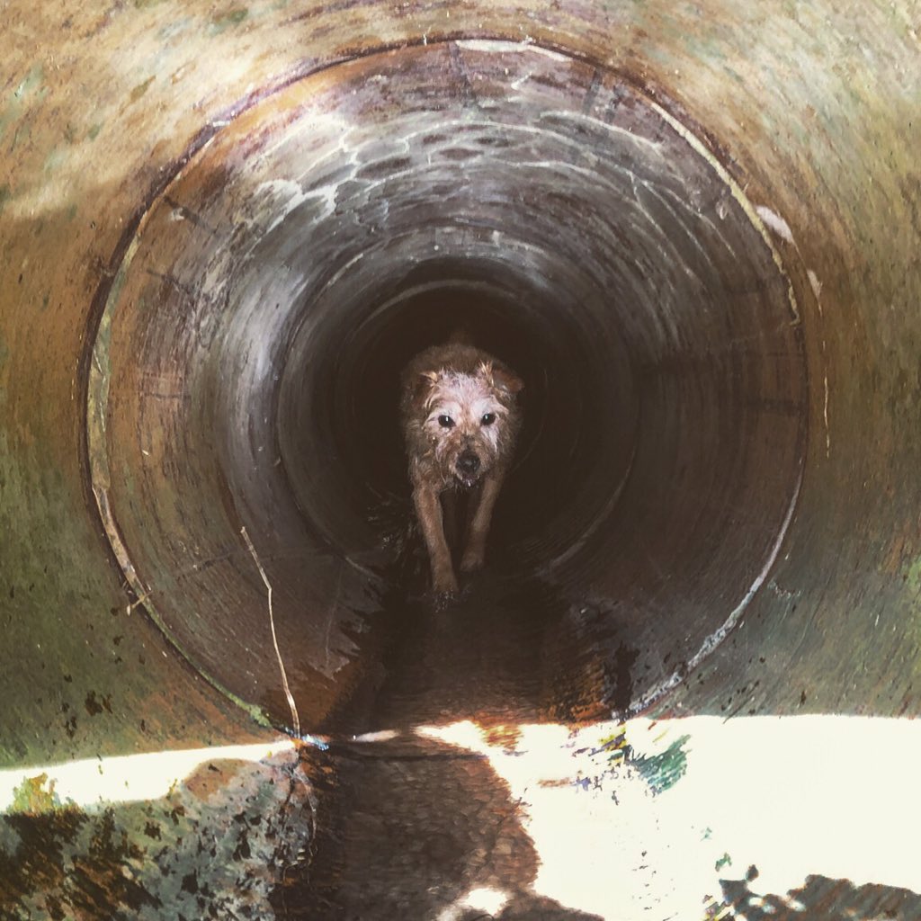 The old boy can’t resist a pipe #terrier #workingdogs #huntingdogs #sportingdogs #dogs #hunting #earthdogs #diggingdogs #foxhunting #predatorcontrol #wildlifemanagement #foxcontrol