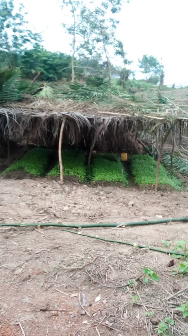 OcglOng's tweet photo. #OCGL-Maniema s'engage dans la lutte contre le réchauffement climatique à travers la production des plantules d'Acacia. Objectif: #1milliards d'arbres fixés par le Ministère national de l'environnement. https://t.co/4lq4OekQFx