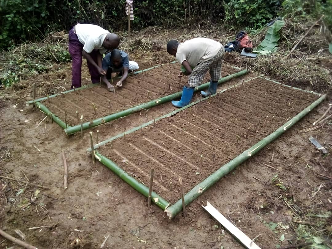 OcglOng's tweet photo. #OCGL-Maniema s'engage dans la lutte contre le réchauffement climatique à travers la production des plantules d'Acacia. Objectif: #1milliards d'arbres fixés par le Ministère national de l'environnement. https://t.co/4lq4OekQFx