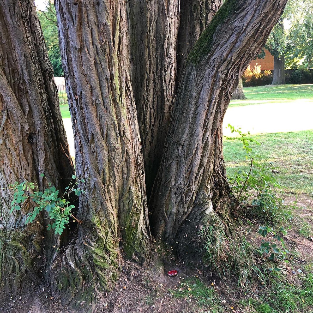 CompassionateRo's tweet image. Notice the good in you 🌺

How different things would be if we all included our goodness in our awareness...

#pebbleswithpurpose #rockpaintingart #rockpainting #paintedrocks #compassionrocks #compassionaterocks #365daysofcompassion #mindfulrocks #mindfulness #noticethegood