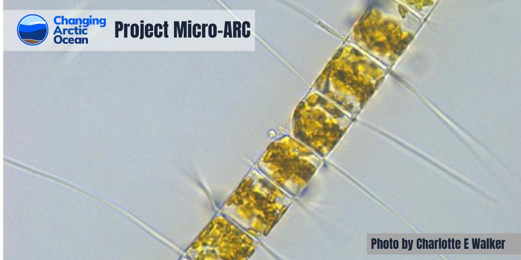 NERC_CAO's tweet photo. Less #seaice, more #light and #CO2 promote #primaryproduction in the #ArcticOcean
#MicroARC investigates their effects on pelagic microbial ecosystems and organic matter cycling
👉https://t.co/feRaIQZuBU
@NERCscience @BMBF_Bund #UKinArctic #ArktisImWandel @GEOMAR_de @thembauk https://t.co/lENi5ZIEBm