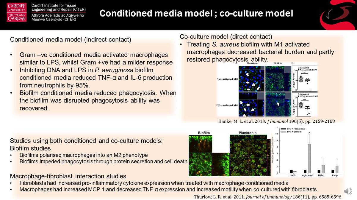 RBGCardiff's tweet photo. Yumeng Guo, a Tissue Engineering MSc student in our group will be presenting her poster on "In vitro models to study the host response to biomaterial infections" today at 9:30 as part of the #CITERASM20. Feel free to ask her questions about it! @CITERInst #CITERASM20poster https://t.co/KlxeSjKovJ