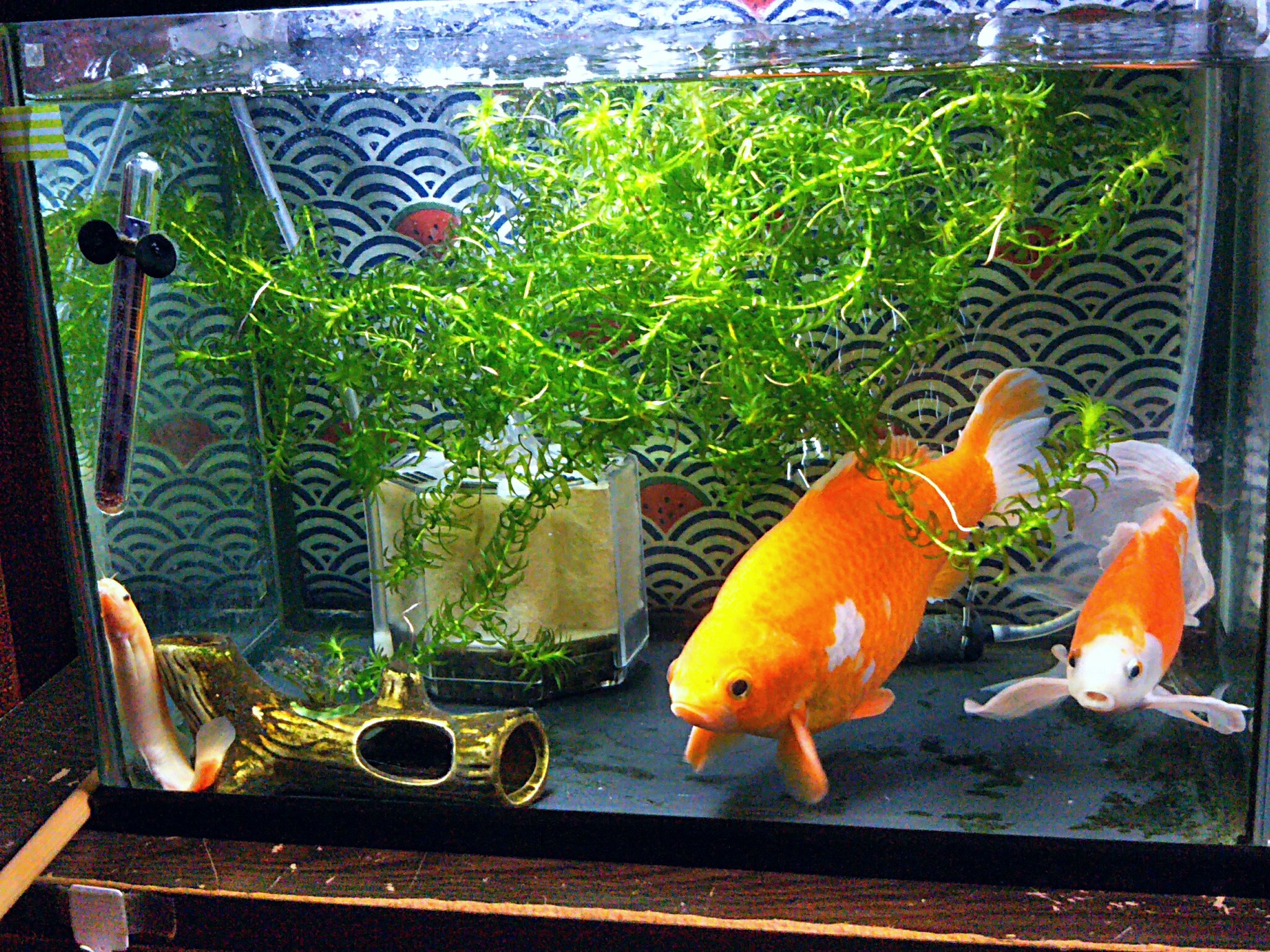 エイチエス 水換え終了ー ドジョウが変 金魚 ドジョウ ヒドジョウ T Co 9xor8z7jau Twitter エイチエス 水換え終了ー ドジョウが変 金魚 ドジョウ ヒドジョウ T Co 9xor8z7jau Twitter