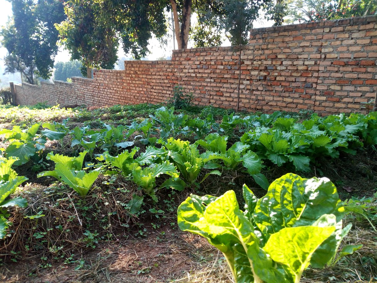 MrishoNizar's tweet photo. New vegetable season #Vegetableguy is ready to serve u
With different kinds of vegetables
Please feel free to contact me on 0702282824 for business. Support my side hustle.
#vegetarian https://t.co/KmdjcSQbIN
