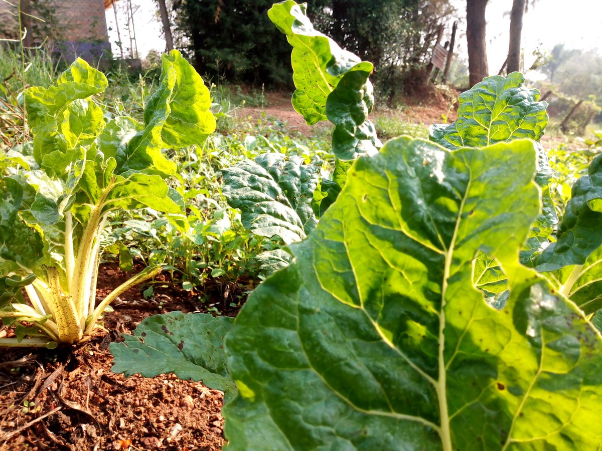 MrishoNizar's tweet photo. New vegetable season #Vegetableguy is ready to serve u
With different kinds of vegetables
Please feel free to contact me on 0702282824 for business. Support my side hustle.
#vegetarian https://t.co/KmdjcSQbIN
