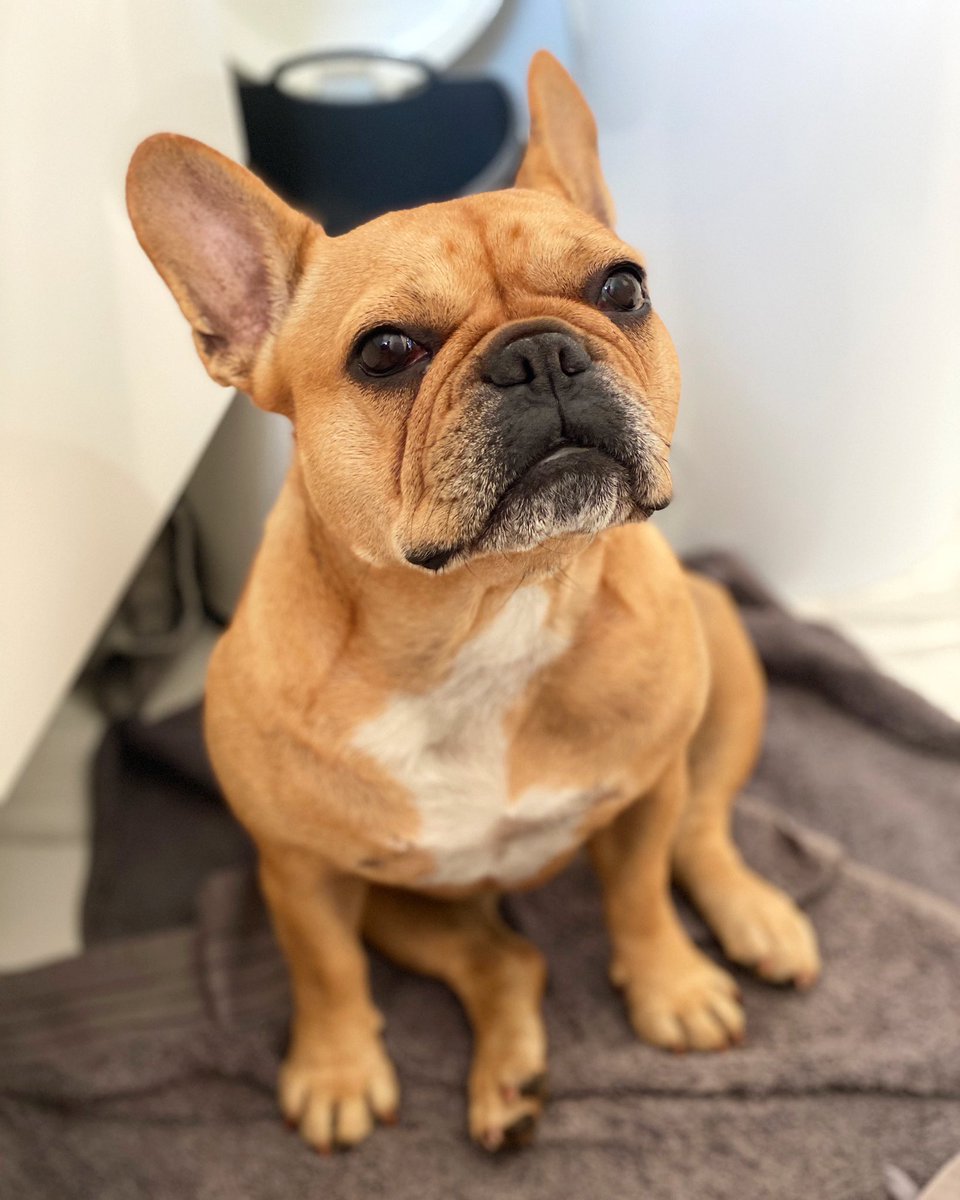 Hi frens, how are you today? 👋🏼❤️🐶😍
#frenchie #frenchbulldog #frenchielover #frenchiesoftwitter #twitterdog #dogsoftwitter #lovemydog #doglovers