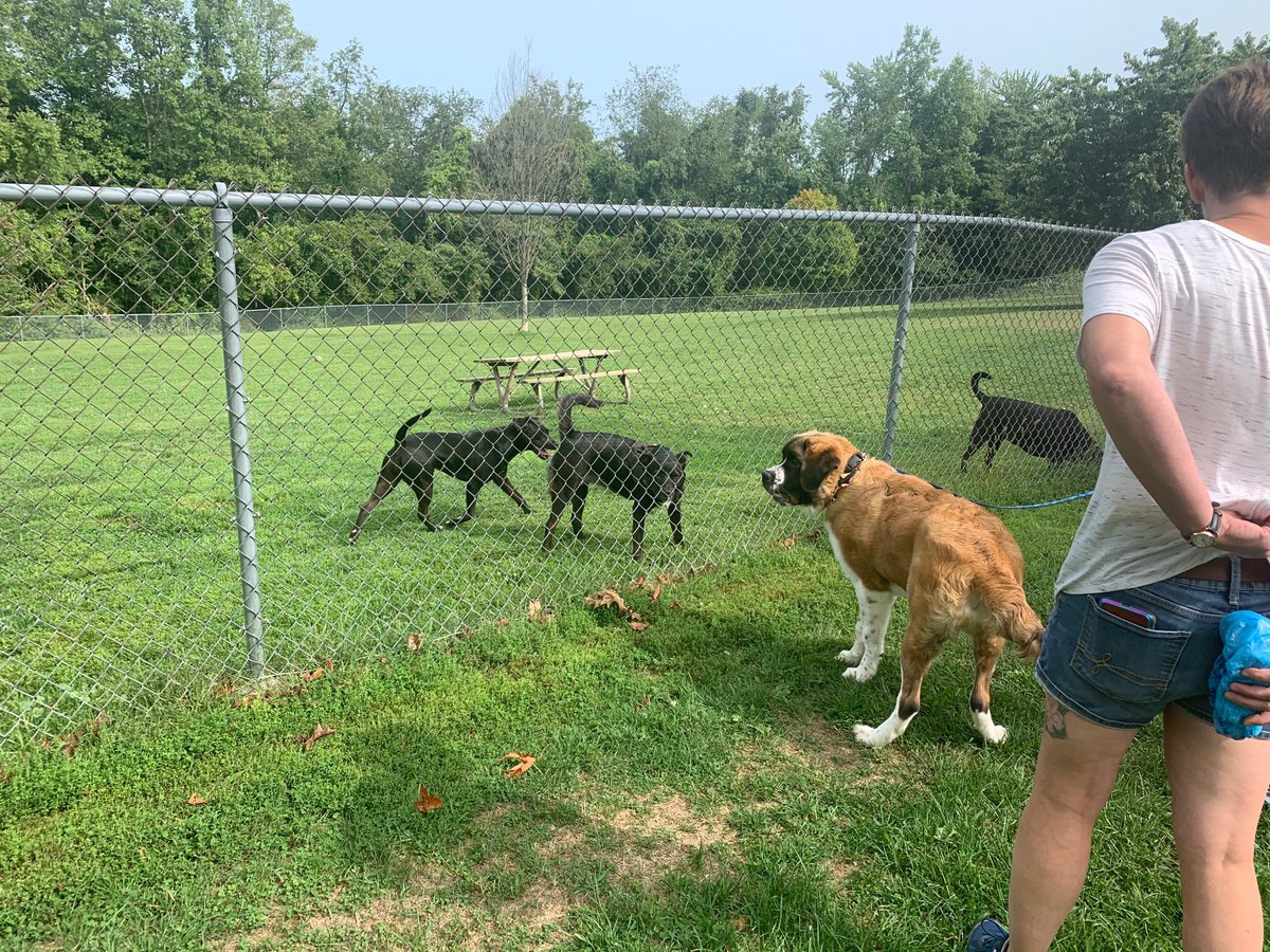 ShadowMaster371's tweet image. Max and a few other pups at the dog park today
He’s still bit hyper so we didn’t let him loose with all the other puppers yet