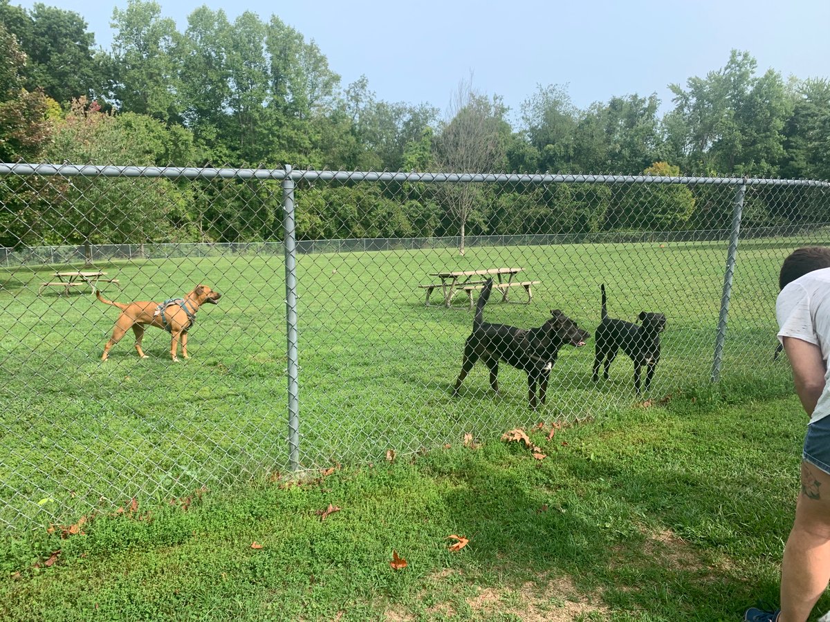 ShadowMaster371's tweet image. Max and a few other pups at the dog park today
He’s still bit hyper so we didn’t let him loose with all the other puppers yet