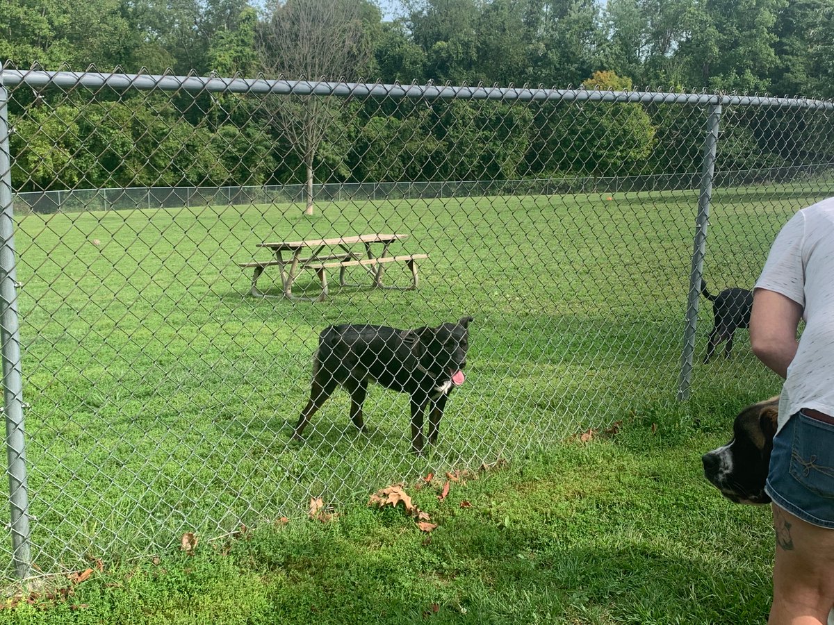 ShadowMaster371's tweet image. Max and a few other pups at the dog park today
He’s still bit hyper so we didn’t let him loose with all the other puppers yet
