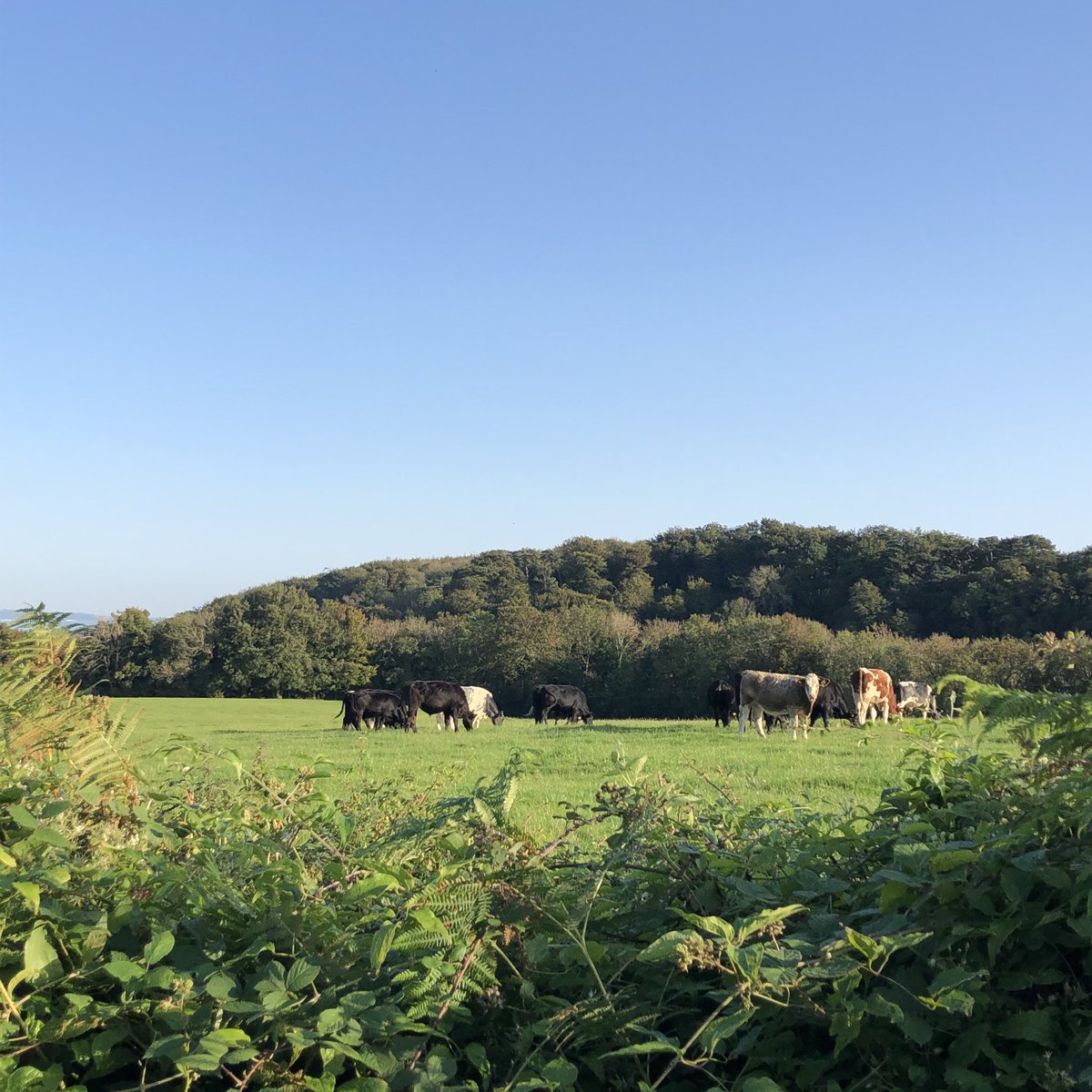 joannarees6's tweet photo. #Valeways Salmon Leaps walk in the evening sunshine π΄σ §σ ’σ ·σ ¬σ ³σ Ώ https://t.co/LdBtgbFDF0