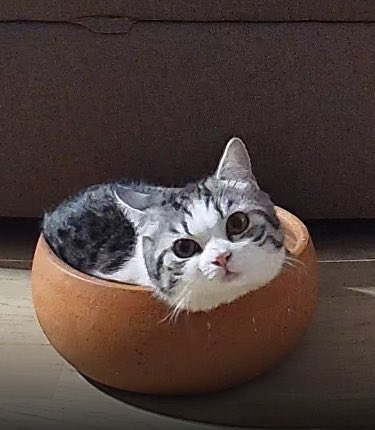 เปิดกล้องดูแมวแล้วเจอม่อนนอนในพิโอ่ง ยังยัดเข้าไปได้อีกหรอม่อน!! หน้ากลมเปงลูกชิ้นเลย🤣