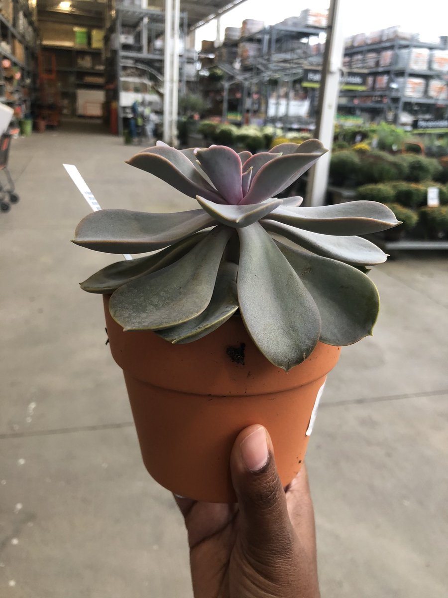 FlowerChild_80's tweet photo. Who got plant 🌱 children?
Let’s start a thread!!
#plantmom #plantthread https://t.co/VMEYu4foI3