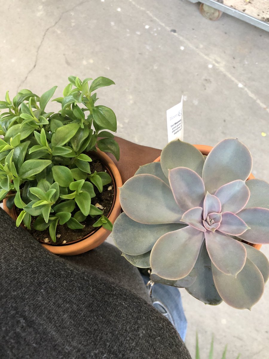 FlowerChild_80's tweet photo. Who got plant 🌱 children?
Let’s start a thread!!
#plantmom #plantthread https://t.co/VMEYu4foI3